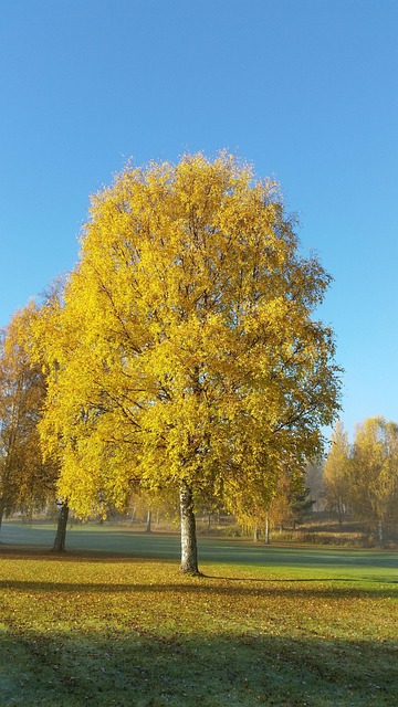 Felicia Nelson tweet media