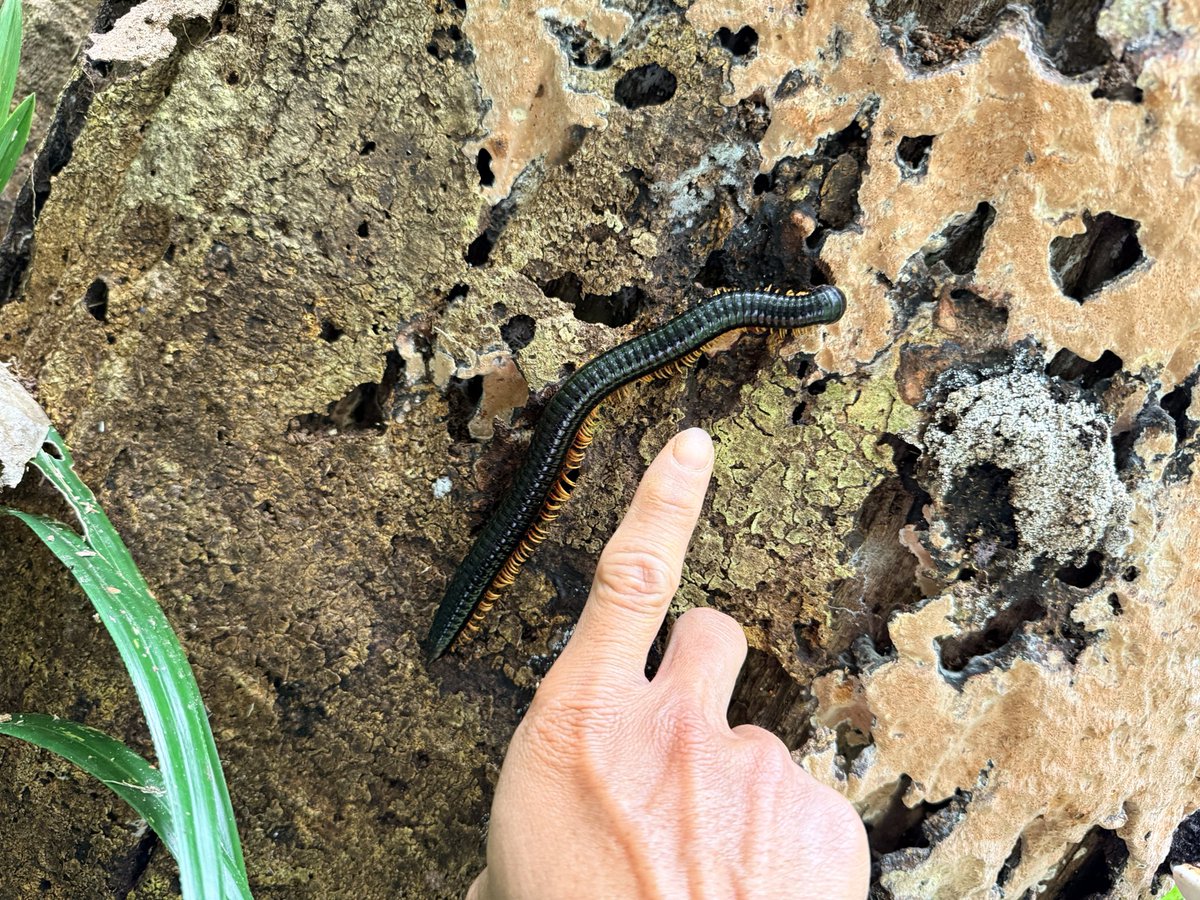 Cong Phan tweet media