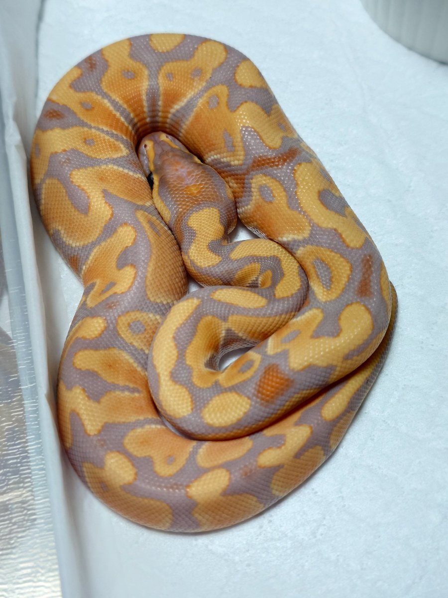 Tom@たまへびや🐍 tweet media