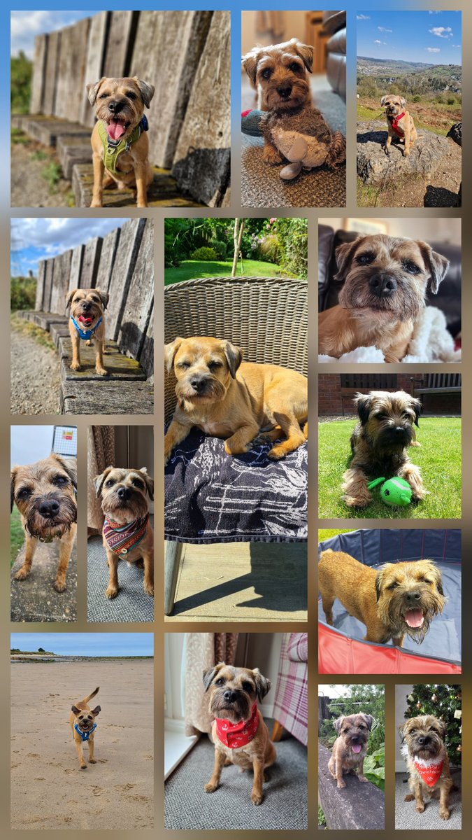 Wee Ziggy OBE little bro of beloved🌈Baxter Boo 🤎 tweet media