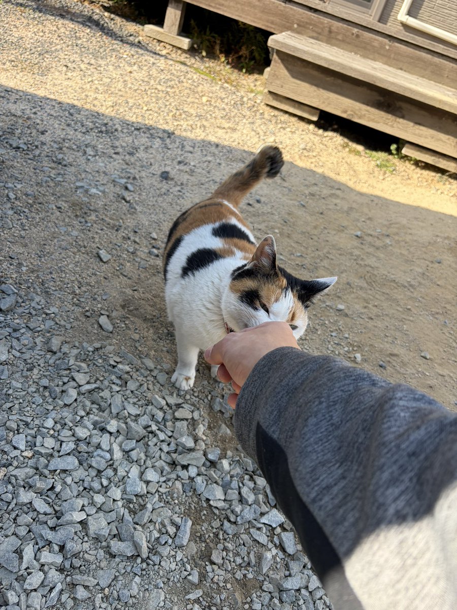 たつお tweet media