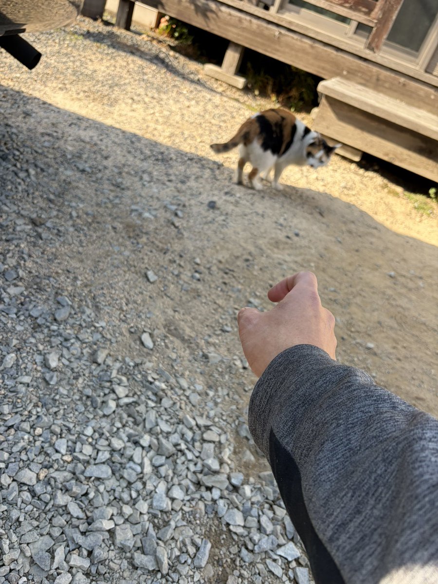 たつお tweet media