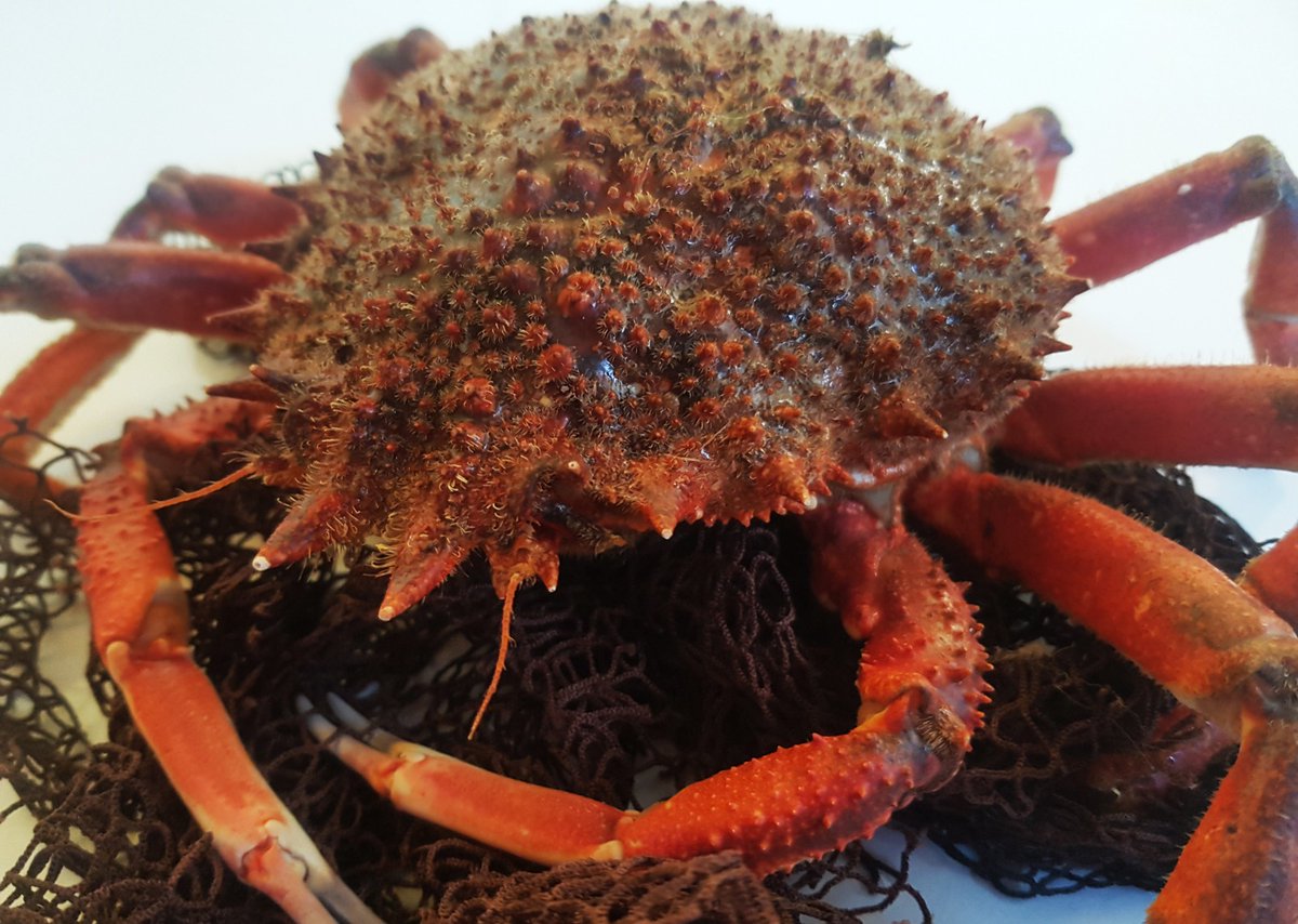 O Percebeiro tweet media