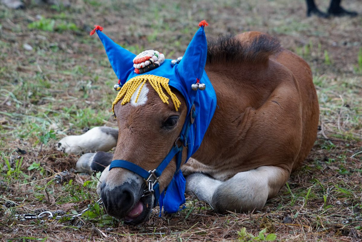 🐴ふみむ🍺 tweet media