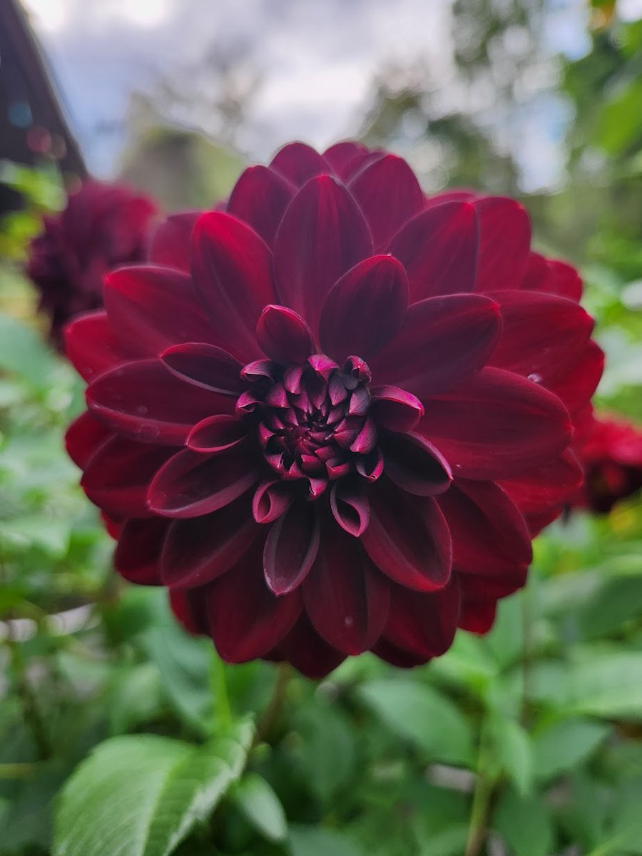 🌱 Shannon Walsh 🦋🦋🦋 tweet media