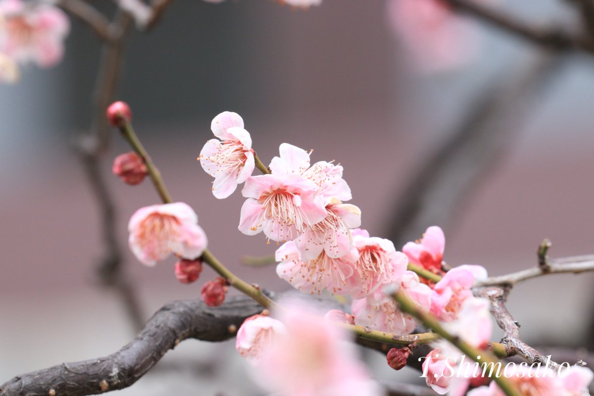 千葉タコス🌮 tweet media