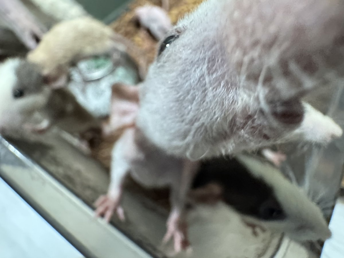 R&M Reptiles tweet media