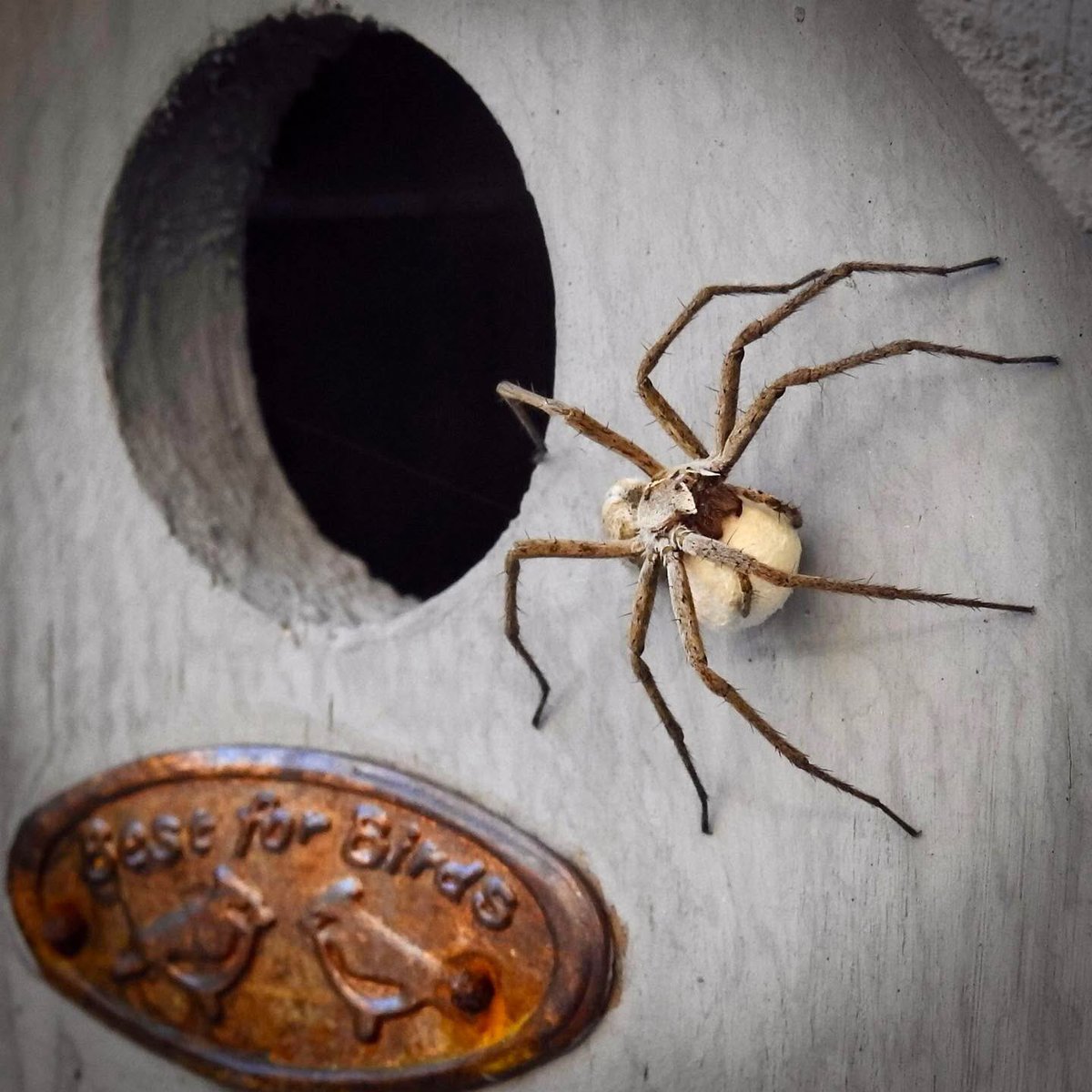 Mr Lumpy & Friends tweet media