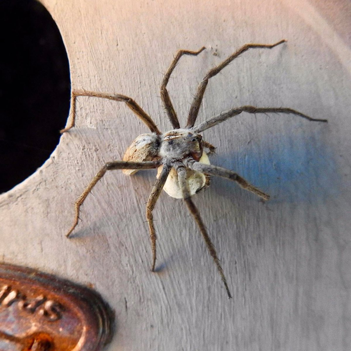 Mr Lumpy & Friends tweet media