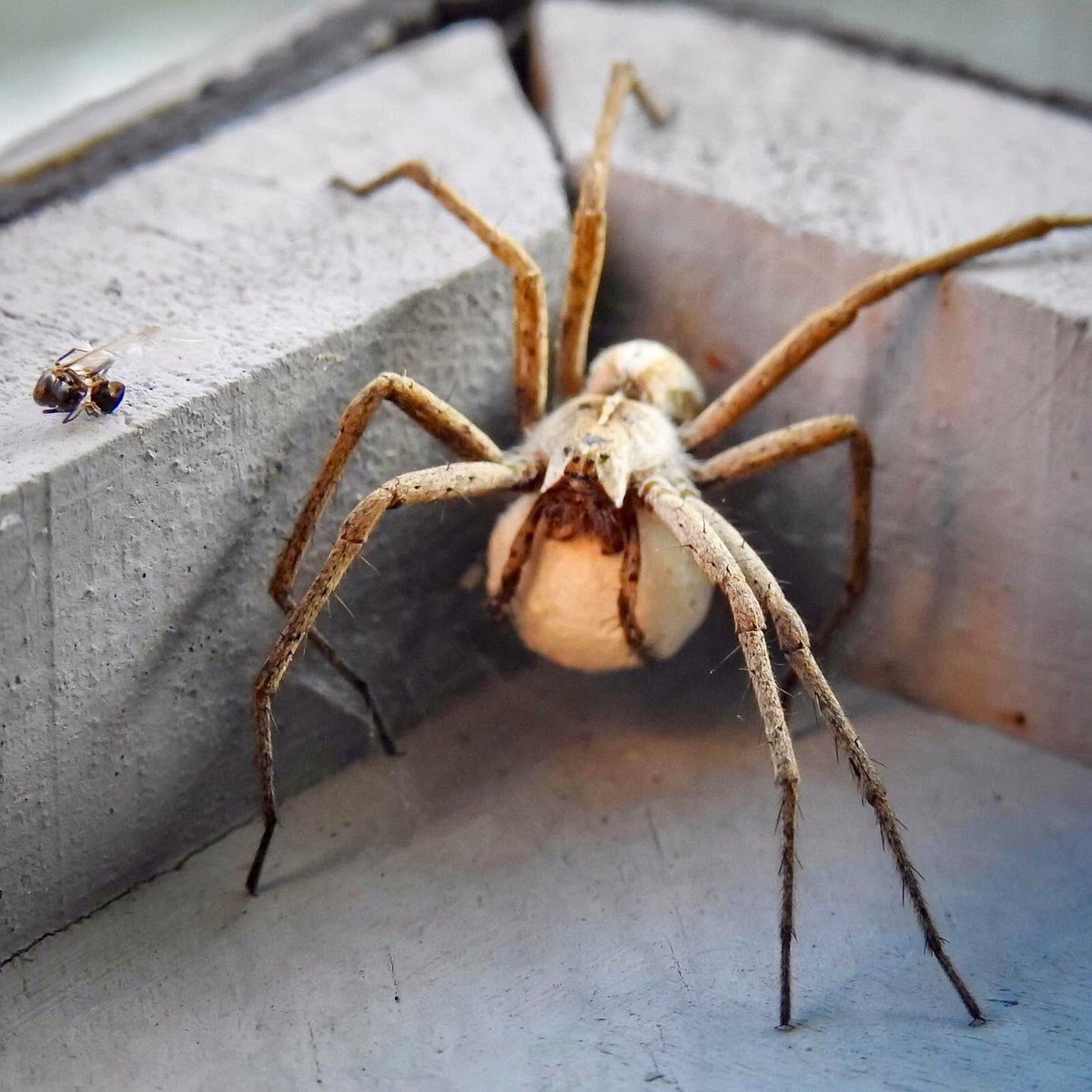 Mr Lumpy & Friends tweet media