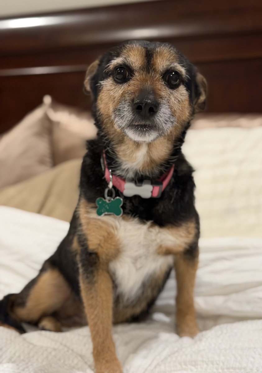 𝗣𝗲𝗻𝗻𝘆 𝗟𝗮𝗻𝗲- Lawn Potato TM tweet media