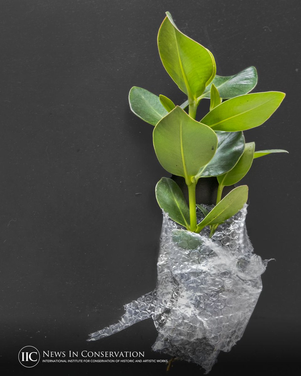 IIC - Conservation tweet media