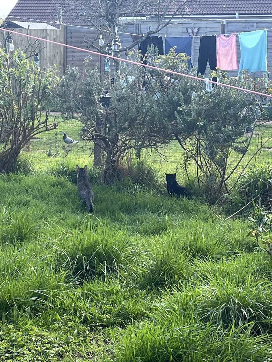 Chesty Mucus Cough Syrup 🇵🇸 Annie 🪽 tweet media