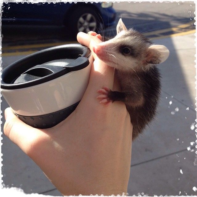 Possumeveryhour.io tweet media