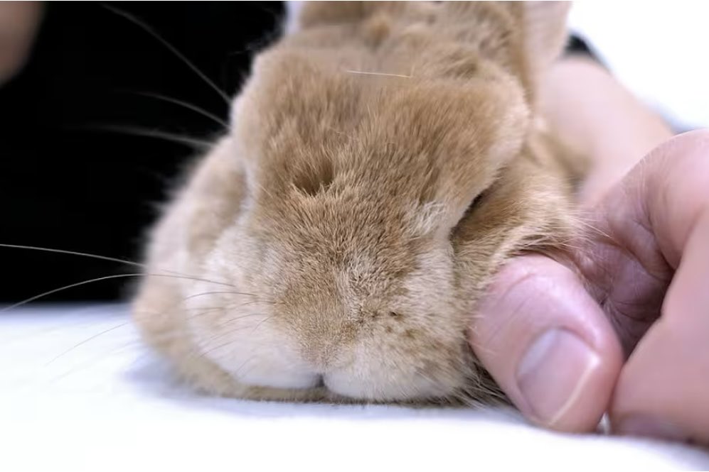 スタちゃんねる【うさぎ部屋】 tweet media