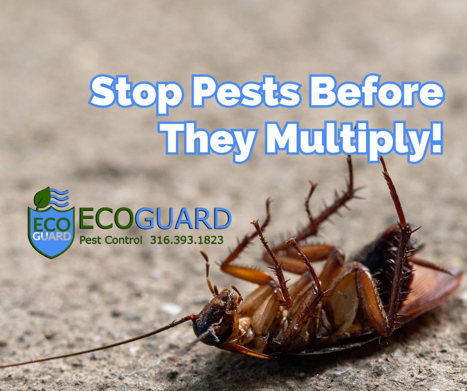 ecoguardkansas's tweet photo. Early spring is the best time to stop pest populations before they explode. Many insects begin breeding in March, which can quickly turn a small issue into a major infestation.
Stay ahead of spring pests with EcoGuard’s expert protection.
#PreventativePestControl #SpringPests https://t.co/nHLCR7dpCV