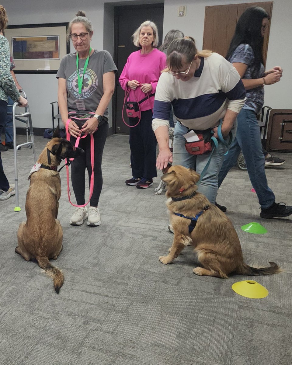 LegendAcres's tweet image. Every learning journey begins with understanding, not obedience.
Today’s training focus: communication before cues — skill before suppression.
#LegendAcres #ForceFreeTraining #DogBehavior #SkillFirst