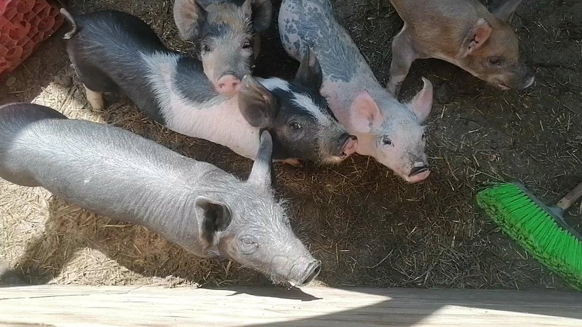 tankherjhon's tweet photo. Me gustaría que me ayudaras con la recaudación de fondos que he iniciado en GoFundMe. Compártela, apóyala o haz tu donativo: cada pequeña acción cuenta. https://t.co/DqLKS49EIg https://t.co/PH6g81yUeV
