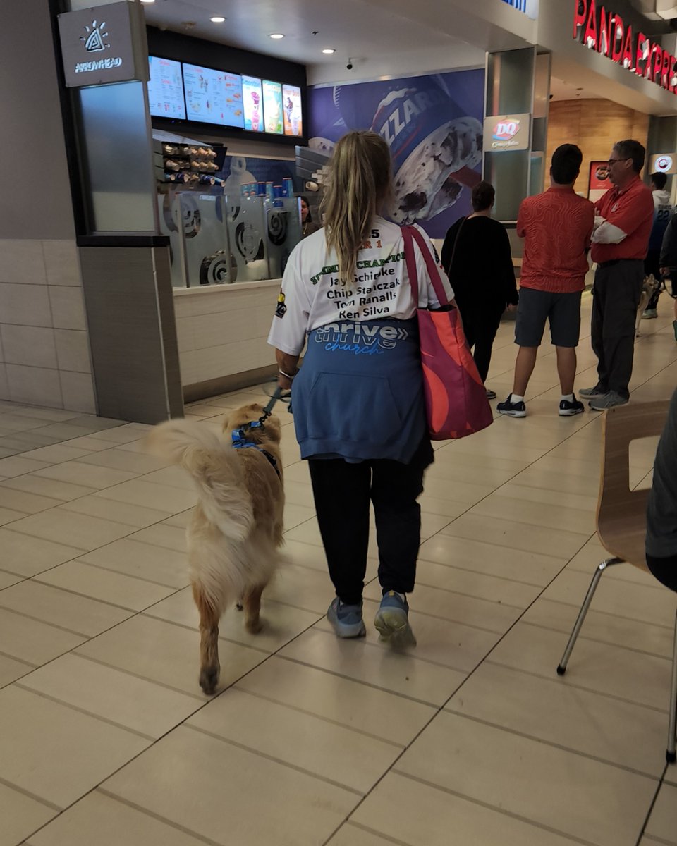 LegendAcres's tweet image. Every learning journey begins with understanding, not obedience.
Today’s training focus: communication before cues — skill before suppression.
#LegendAcres #ForceFreeTraining #DogBehavior #SkillFirst