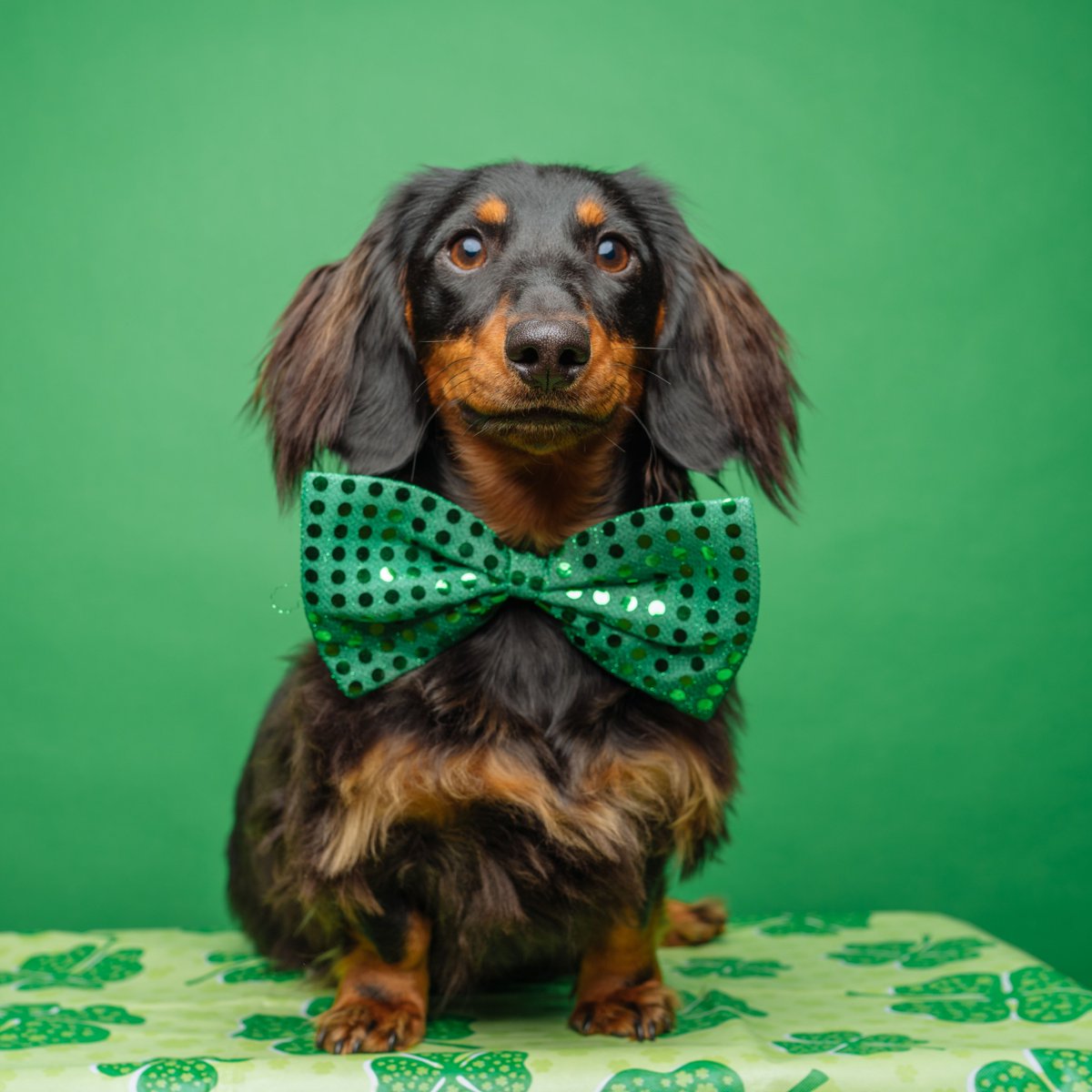 Animal Planet tweet media