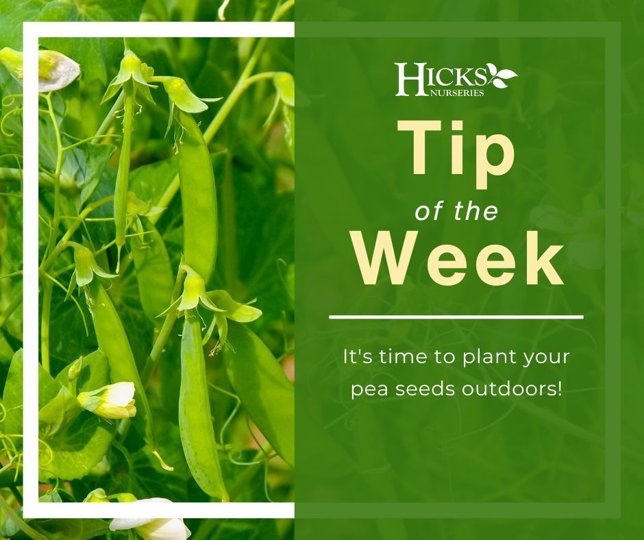 Hicks Nurseries tweet media