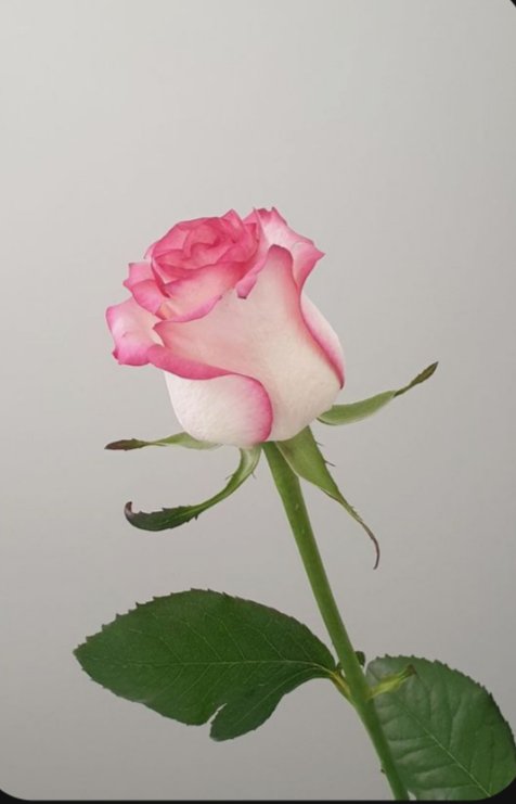 Roke 😉 ( Charango ) tweet media