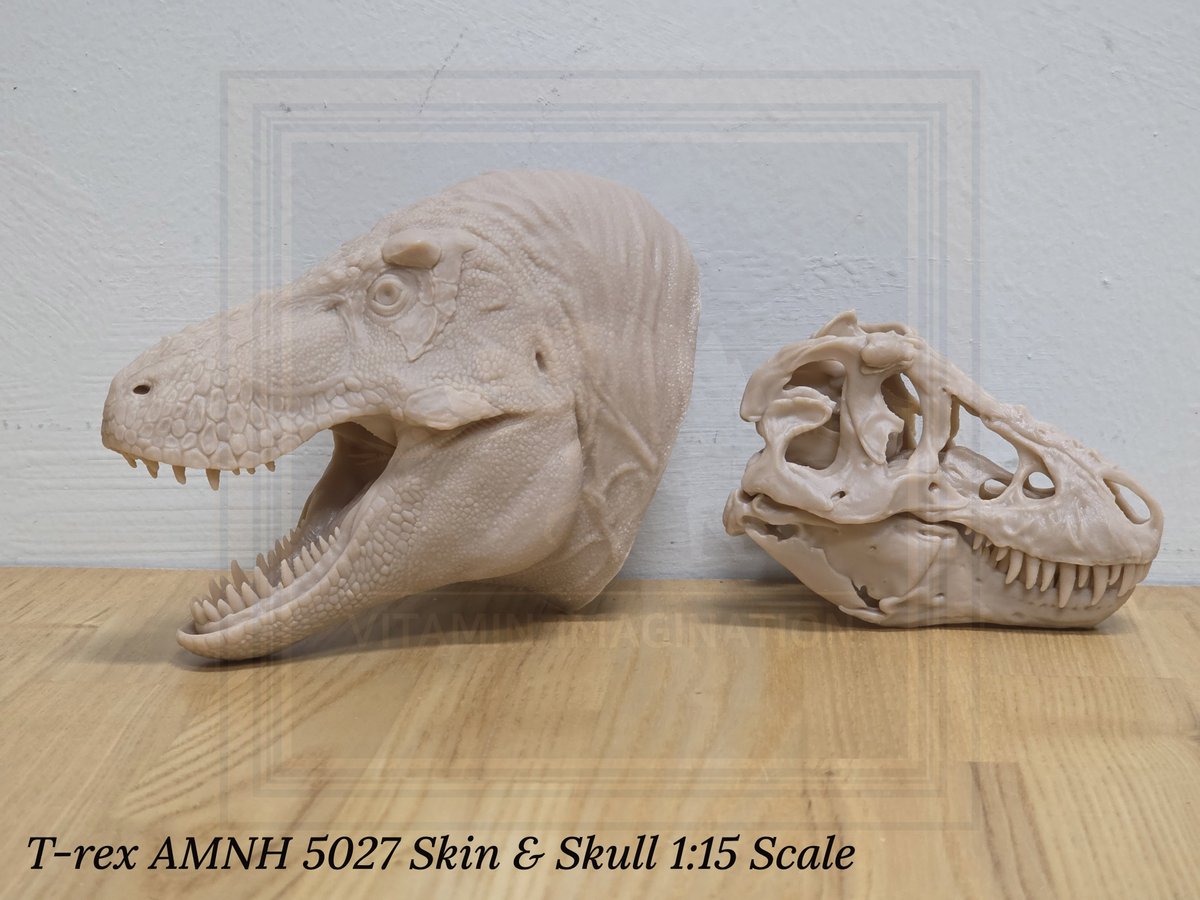 vitaimagination's tweet image. T-rex AMNH 5027 Skin &amp;amp; Skull 1:15 Scale. This product left for Poland today.
I also create and sell a variety of dinosaur and skeletal models, so if you’re interested, please feel free to send me a message anytime.

#Trex #Tyrannosaurus #AMNH5027 #3Dprint #Scalemodel