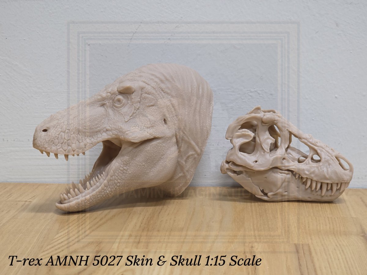 vitaimagination's tweet image. T-rex AMNH 5027 Skin &amp;amp; Skull 1:15 Scale. This product left for Poland today.
I also create and sell a variety of dinosaur and skeletal models, so if you’re interested, please feel free to send me a message anytime.

#Trex #Tyrannosaurus #AMNH5027 #3Dprint #Scalemodel