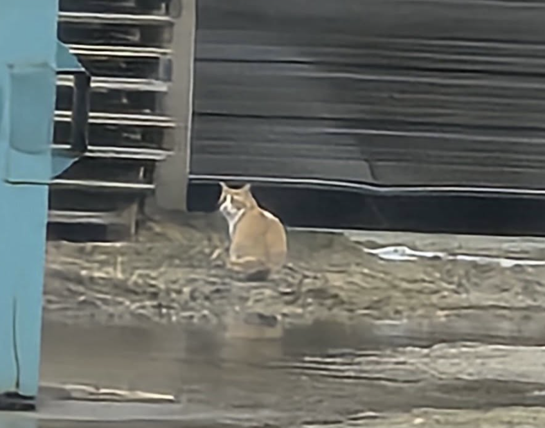 Guelph Lost Pets tweet media