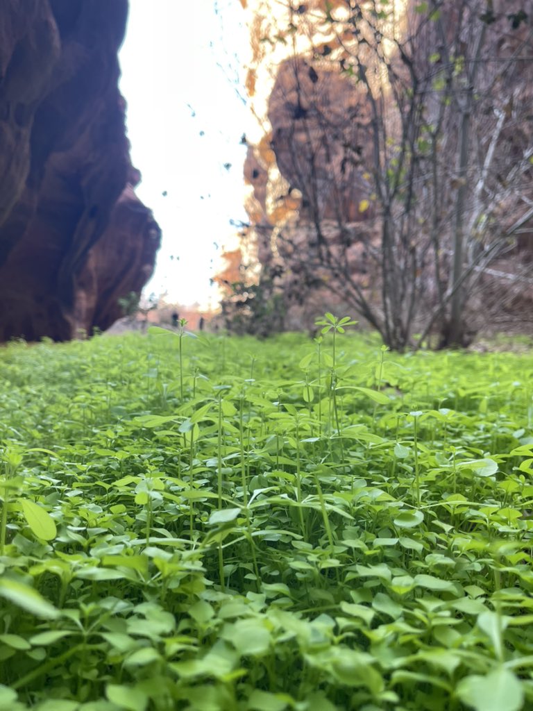 وائل الخالد tweet media