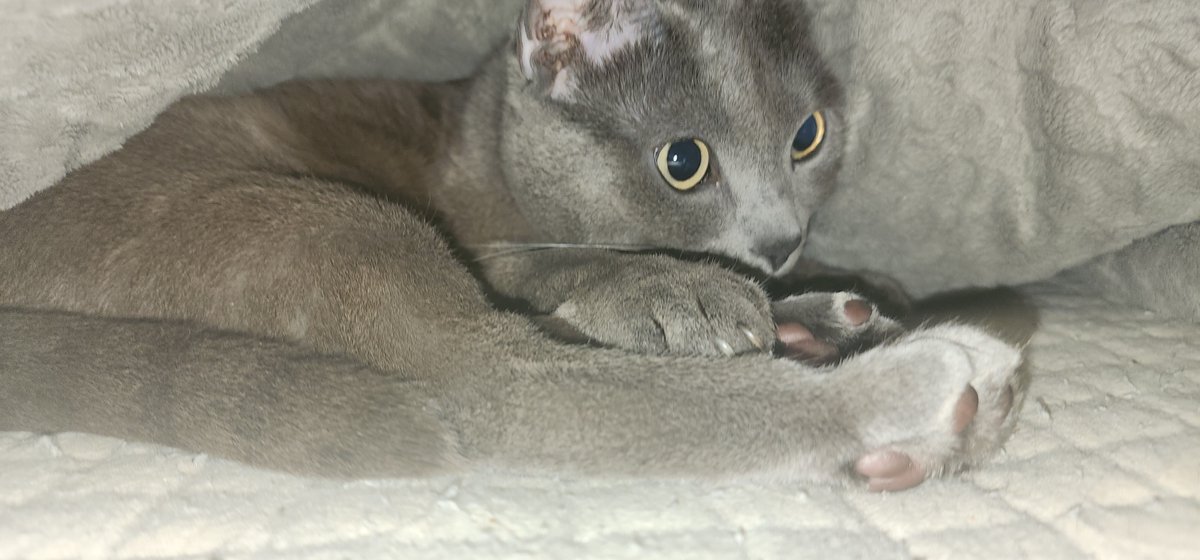 Wolfe K.Shephard tweet media