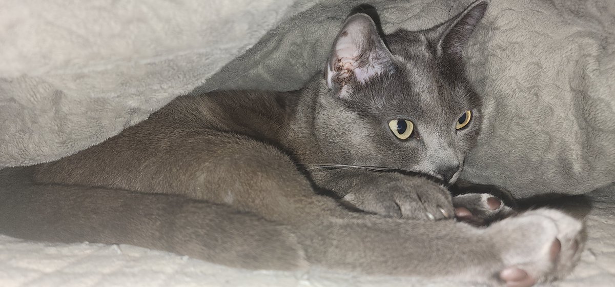 Wolfe K.Shephard tweet media