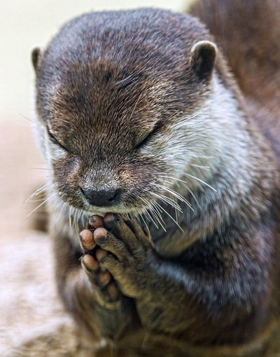 US Chemical Safety & Hazard Nonaffiliate tweet media