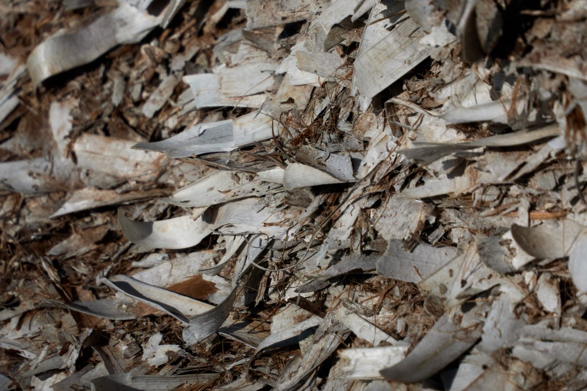 LIFE Intemares tweet media