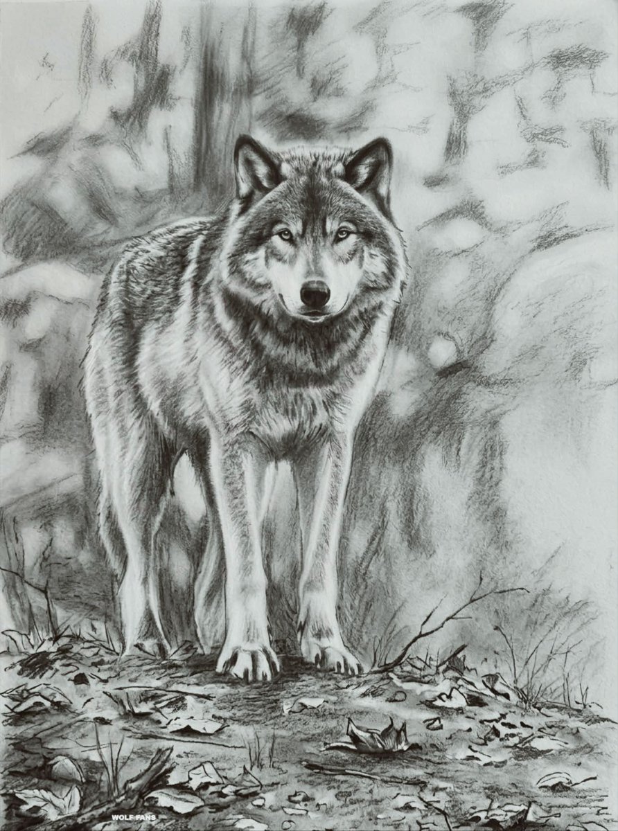 wolf_lovers tweet media