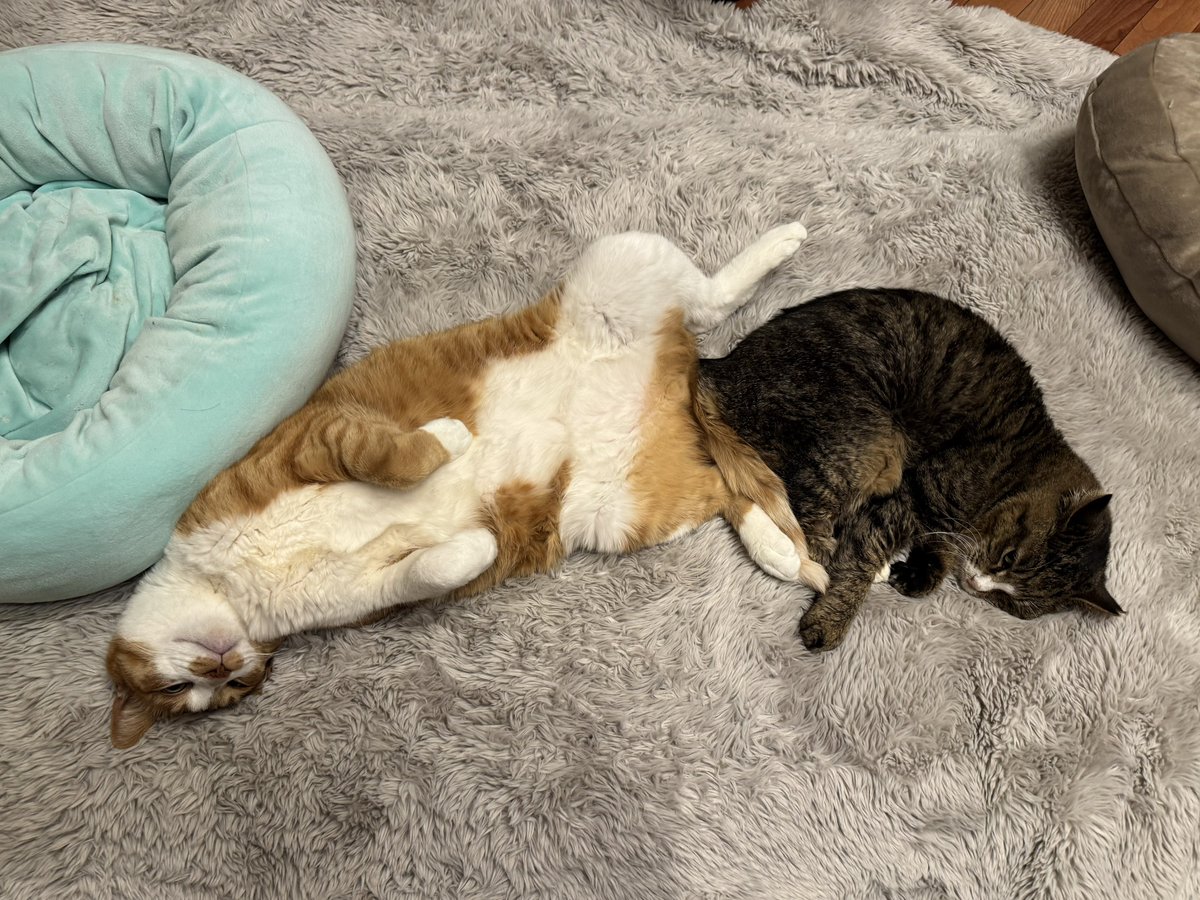 コンドリア水戸 tweet media