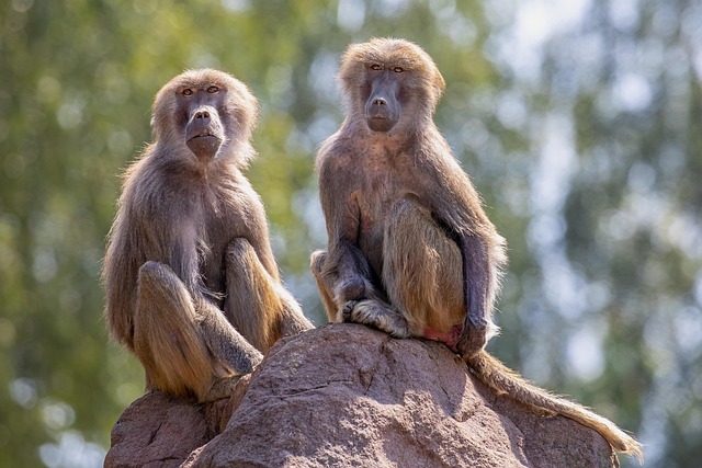 Joseph Medeiros tweet media