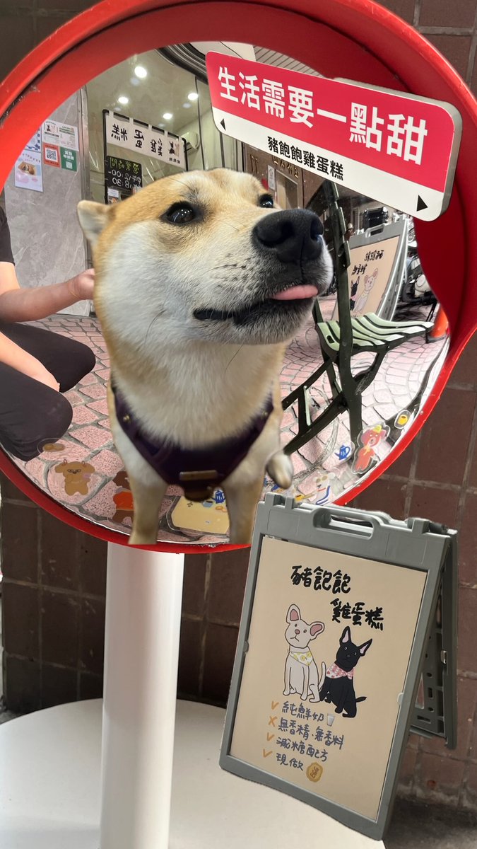 MaruDiary_'s tweet photo. 今日はMaru、美味しさに目覚めた日🐶✨
このちびっ子の食べっぷり、いろんな角度からどうぞ💗
#柴犬 #柴犬好きな人と繋がりたい #今日の柴犬 #癒し https://t.co/I6tyCDrNOP