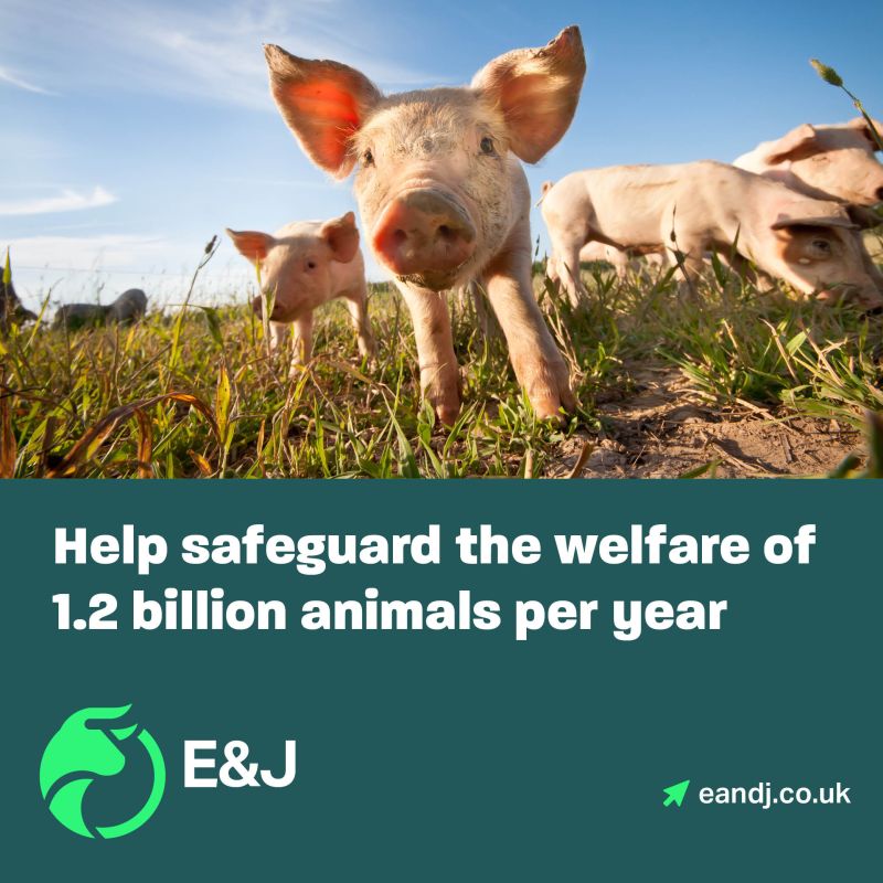 We offer £4,000 bursaries for UK veterinary graduates interested in starting a career as a Plant Official Veterinarian. 

Contact our recruitment team at recruitment@eandj.co.uk to find out more. 

#VetBursary #VetJobs #VeterinaryCareers