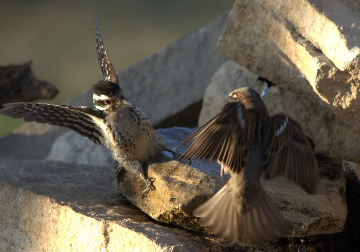 Sturdy Jenn tweet media