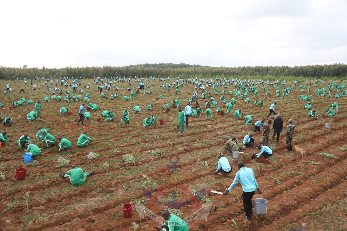 Kenya Defence Forces tweet media