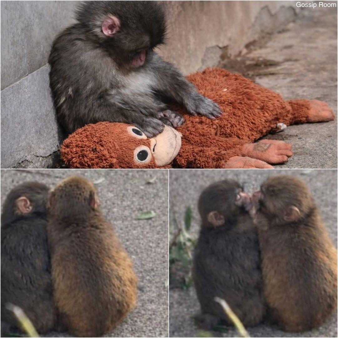 GOSSIP ROOM tweet media