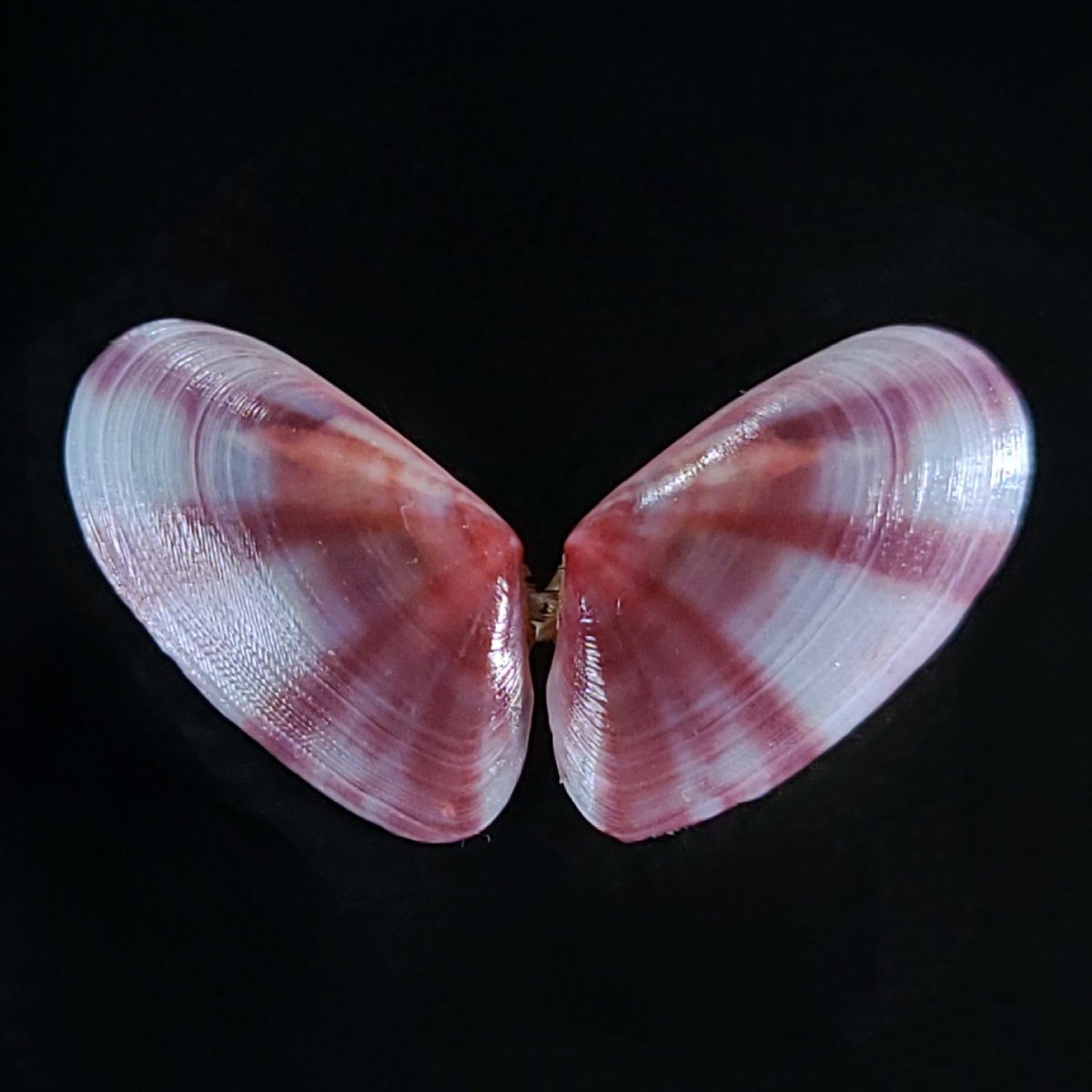 高丘鷺 tweet media