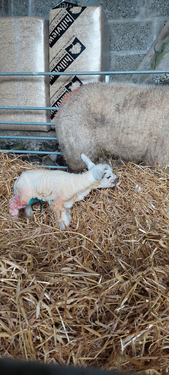 Liam @mashed tweet media