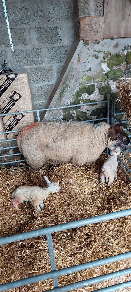 Liam @mashed tweet media