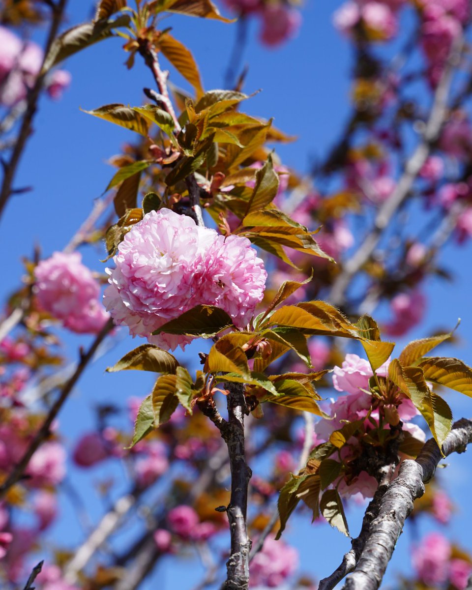 Dole Institute of Politics tweet media