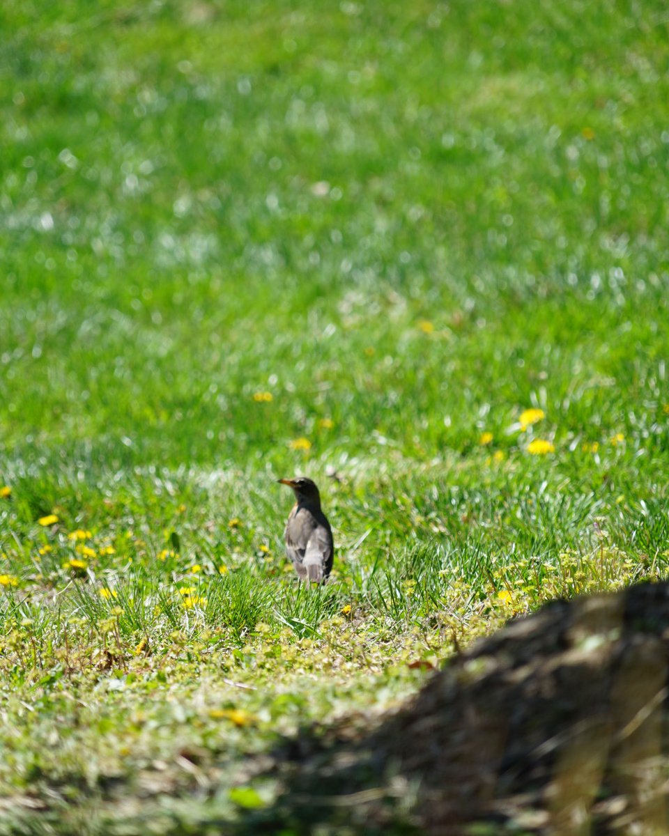 Dole Institute of Politics tweet media