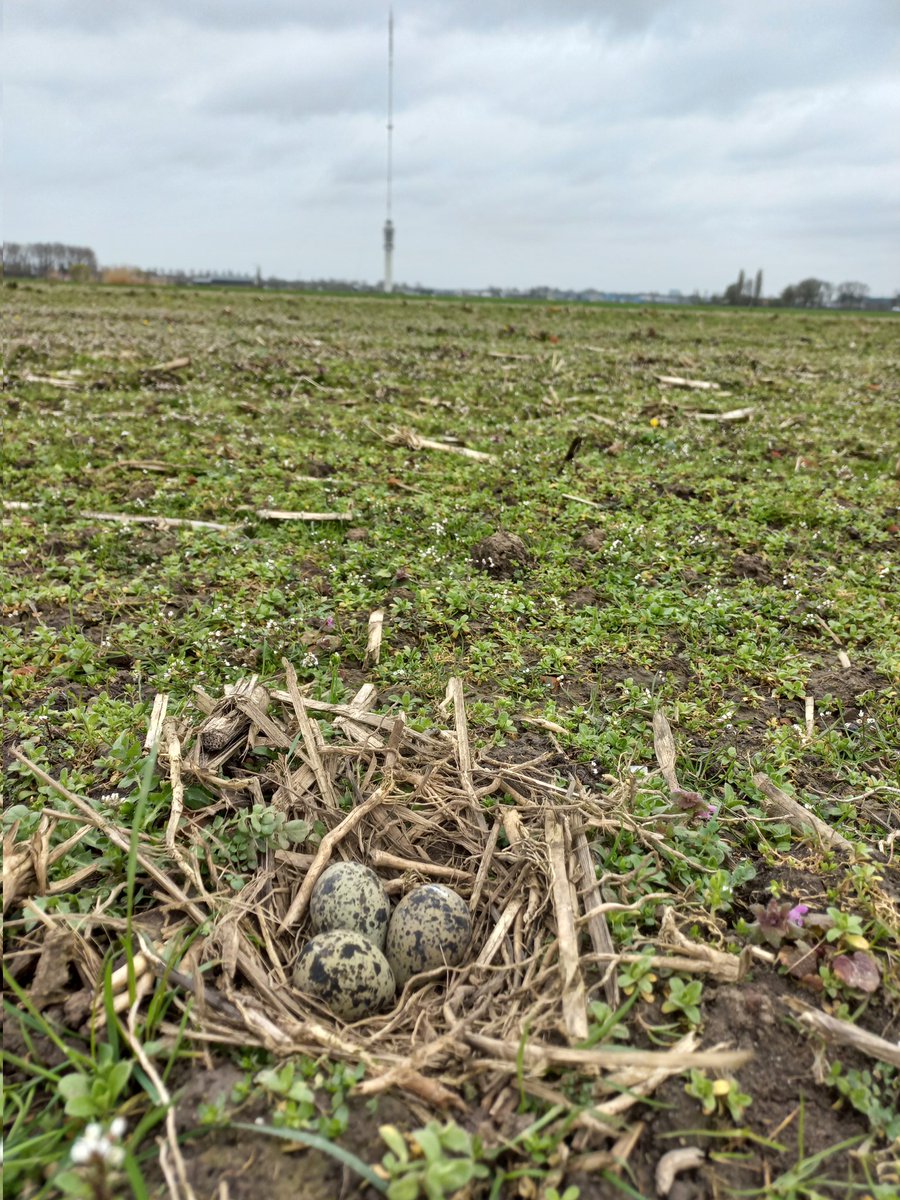 RustpuntDelagelinde tweet media