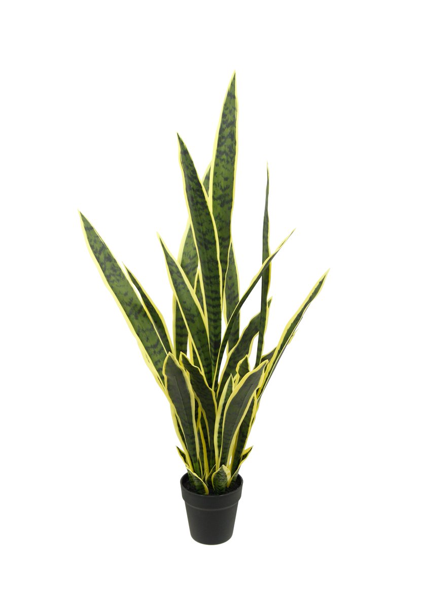Catherinehe88's tweet photo. 39" SANSEVIERIA PLANTS in a black resin pot

#artificialsansevierial#fakeplants#sansevieria https://t.co/SiD3LQW3jj