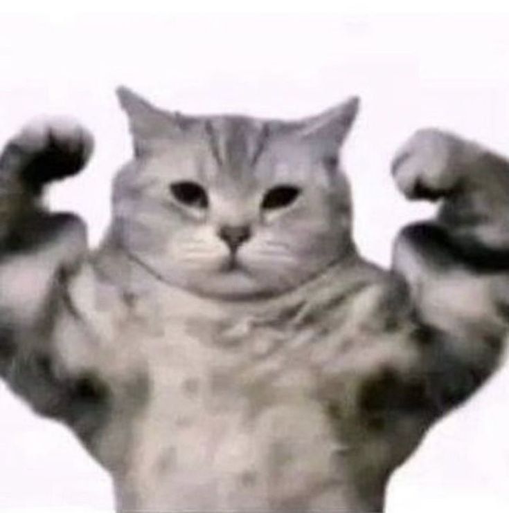 เจ้าเหมียว tweet media